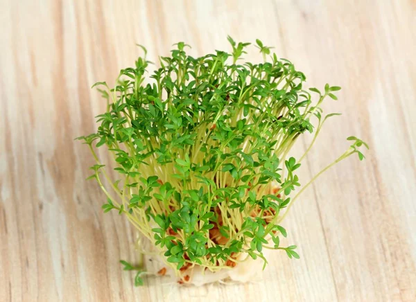 Garden cress  growing from cotton pad , top view.  Lepidum sativum, also called mustard and cress, garden pepper cress,  pepperwort or pepper grass.