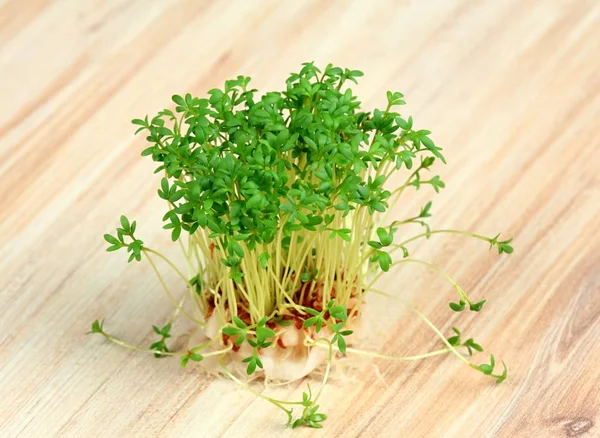 Garden cress  growing from cotton pad. Lepidum sativum, also called mustard and cress, garden pepper cress,  pepperwort or pepper grass.