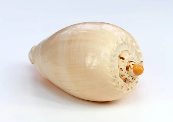 Muschel Auf Weißem Hintergrund Nahaufnahme Von Schönen Nautischen Muscheln — Stockfoto