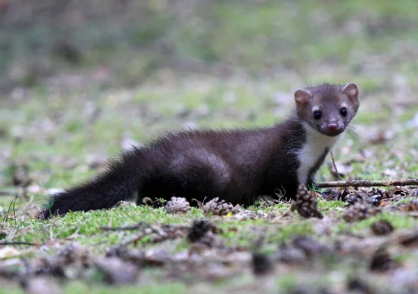 Genç Marten Kayın Lat Martes Foina Taş Mermer Beyaz Göğüslü — Stok fotoğraf