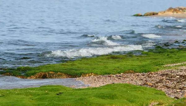 Grön Marin Alg Klippan Färgglad Utsikt Över Den Steniga Havsstranden — Stockfoto