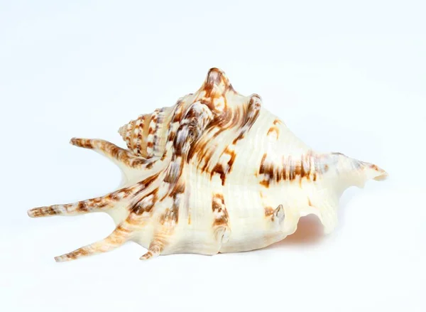 白い背景に貝殻 美しい貝殻のクローズアップ — ストック写真