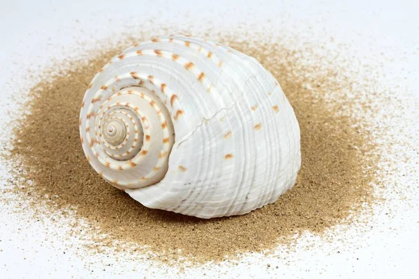 Muschel Sand Nahaufnahme Der Schönen Nautischen Muschel Auf Weißem Hintergrund — Stockfoto