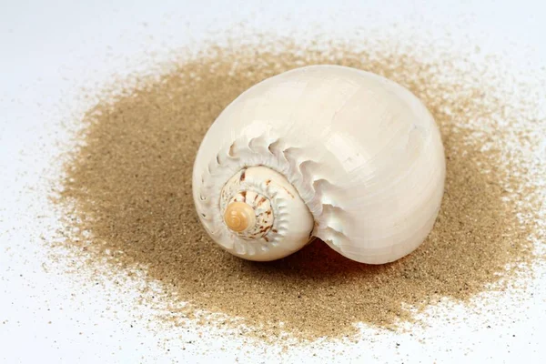 Muschel Sand Nahaufnahme Der Schönen Nautischen Muschel Auf Weißem Hintergrund — Stockfoto