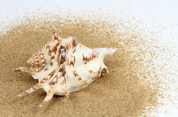 Conchiglia Sabbia Primo Piano Bella Conchiglia Nautica Sfondo Bianco — Foto Stock