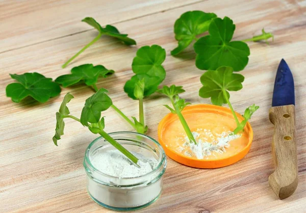 Sardunya ve uyarıcı kesikleri. Bitkilerin uyarıcı tozuyla üremesi. Kesmek için bıçak.