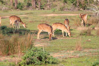 Sri Lanka ekseni geyiği sürüsü, Axis axis ceylonensis. Seylan benekli geyiği olarak da bilinir. Wilpattu Ulusal Parkı, Sri Lanka 