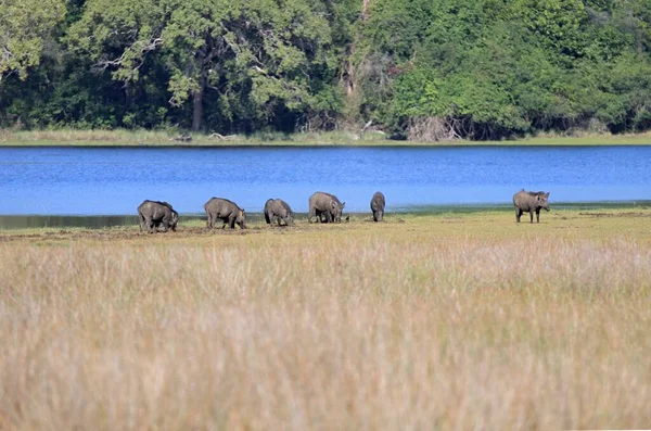 Wild Boars Sus Scrofa Cristalus National Park Wilpattu Sri Lanka — Stock Photo, Image