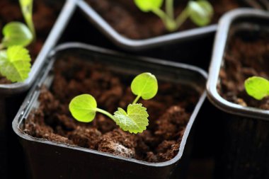 Tencerede taze fidanlar. Öndeki küçük bitkiye odaklanmış..