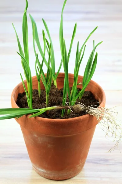 在小锅里种大蒜 年轻的大蒜植物可以在家里生长 — 图库照片