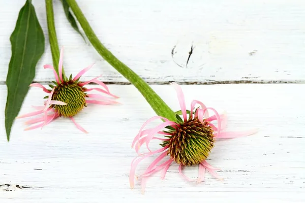 Narrow Leaf Cone Flower Echinacea Angustifolia White Background Most Medicinal — Stock Photo, Image