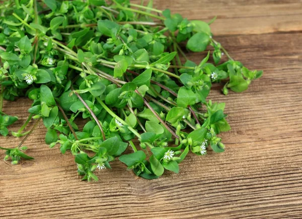 Chickweed Stellaria Media Wild Herb Common Chickweed Wooden Table Focused — Stock Photo, Image