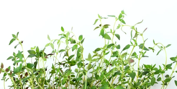 Молодой Тимьян Белом Фоне Thyme Medanean Herb Dietary Medicinal Ornamental — стоковое фото