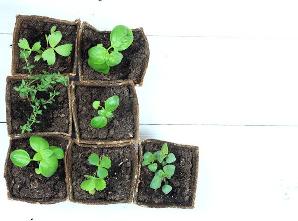 Young herb seedlings in pots, top view. Small thyme, basil, bee balm and dong quai in biodegradable pots on white wooden table.  