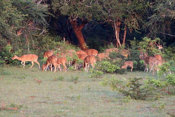 Herd Sri Lankan Axis Deer Axis Axis Ceylonensis Early Morning — Stock Photo, Image