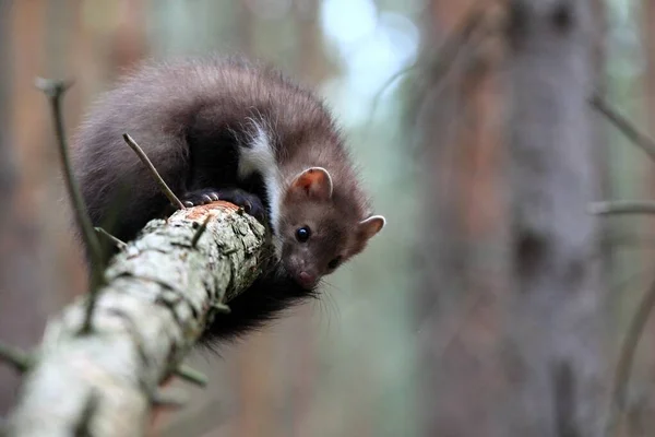 弹奏年轻的Marten Beech Lat Martes Foina在破碎的树上也被称为石灰或白色的乳白色的石灰 — 图库照片