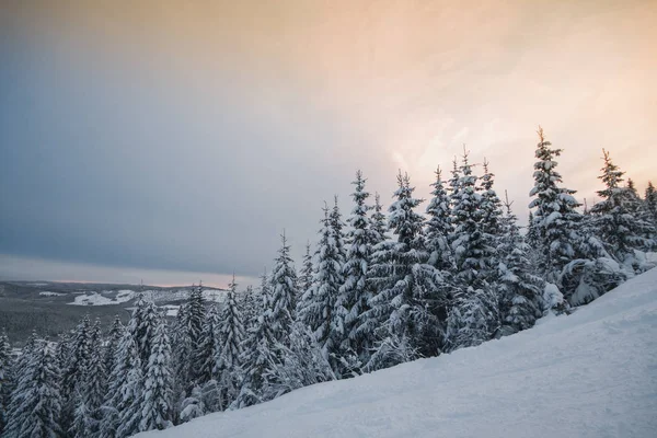 Sapin Sous Neige Avec Temps Nuageux — Photo