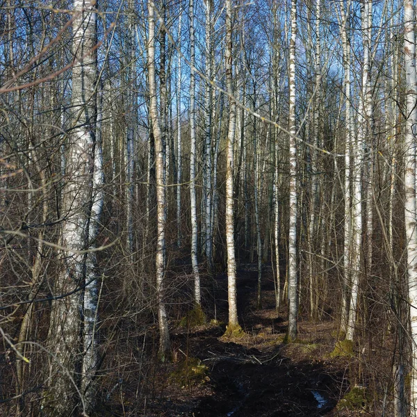 Dirt Rural Road Season Ruts, Wild Early Spring Mire, March Birch Tree Forest, Dirty Muddy Heavy Vehicle Tracks, Large Detailed Vertical Birches Landscape Scene, Impassable Village Country Woods, Countryside Rough Terrain, Bad Roads Mud Off-road — Stock Photo, Image