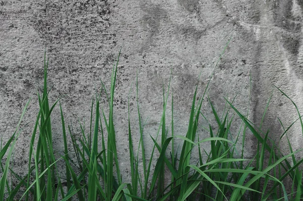 Textura de parede de pedra de concreto grosseiro cinza escuro, grama verde, Macro Horizontal Closeup Velho envelhecido Weathered Detalhado Natural Gray Rústico Texturizado Grungy Stonewall Background Pattern Detalhe, espaço de cópia vazio Vintage Grunge — Fotografia de Stock