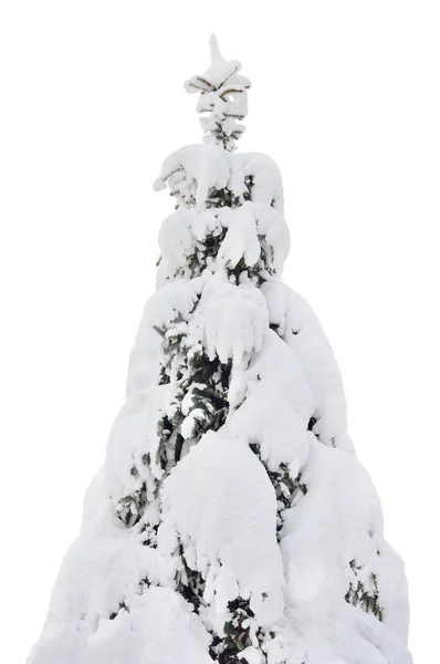 Karlı Ladin köknar ağacı closeup, taze kar dalları, büyük detaylı izole dikey kaplı. — Stok fotoğraf