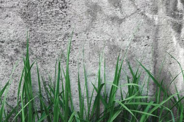 Koyu gri kaba Beton taş doku, yeşil çimen, yatay duvar