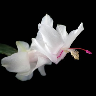 Beyaz Schlumbergera Noel kaktüs çiçek Closeup, siyahta izole