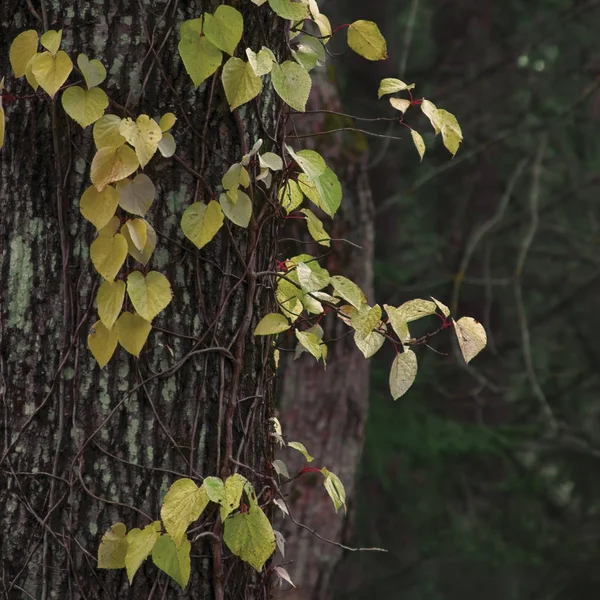 Climbing Creeper Closeup, Old Trunk, Large Autumnal Fall Closeup — Stock Photo, Image