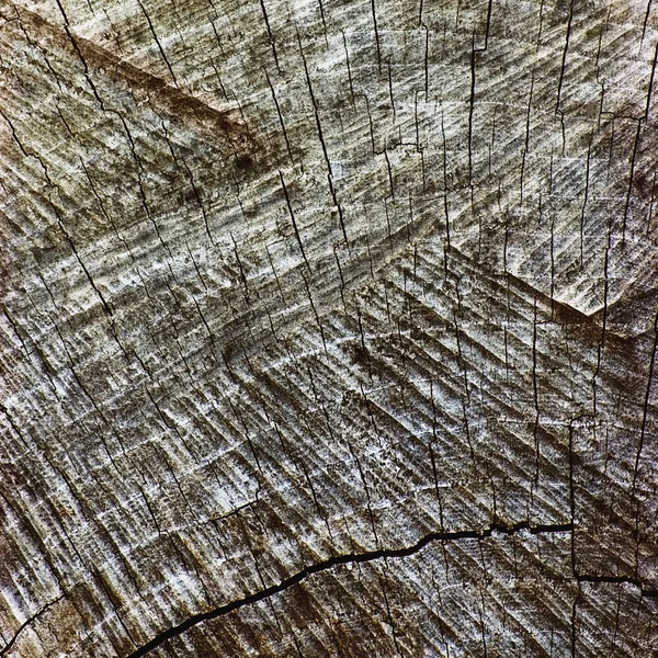 Natural Weathered Grey Tree Stump Cut Texture, Large Detailed Old Aged Gray Lumber Background Horizontal Macro Closeup, Dark Black Textured Cracked Pattern