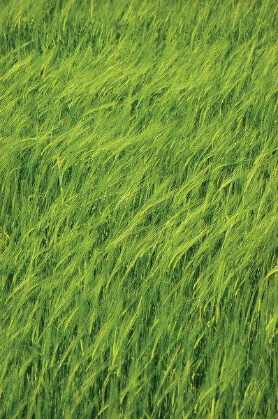 Fresco Nuevo Verde Común Campo de cebada salvaje Patrón de fondo vertical, Hordeum vulgare L. Espigas, Cereales orgánicos Concepto de metáfora —  Fotos de Stock