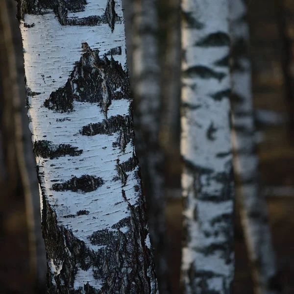 Birch Tree Grove Trunks Fondo de cerca de la corteza, Grandes abedules verticales detallados Escena de paisaje de marzo, Temporada de primavera temprana rural, Árboles forestales silvestres Grupo tronco Detalle vívido, Bosques rurales de pueblo, Campo, Tarde de hora dorada soleada — Foto de Stock