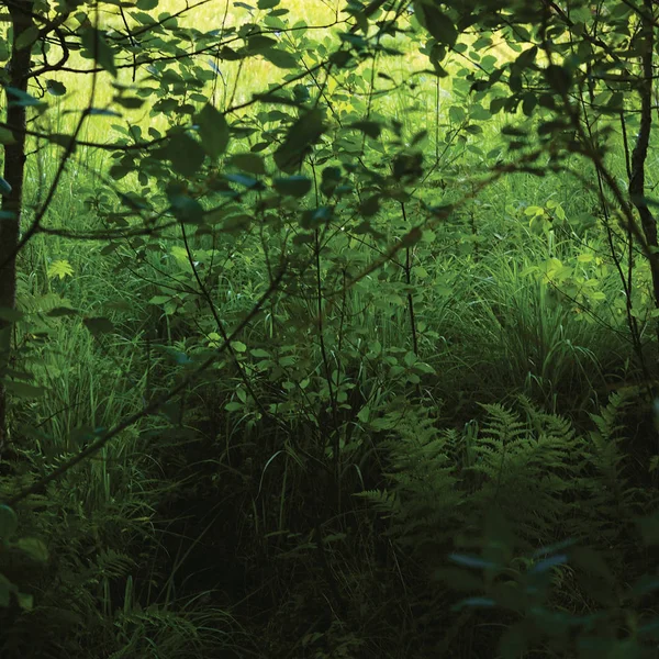 June Meadow Çimen Yeşil Taze Yeni Eğrelti Otları Çalılar Alnus — Stok fotoğraf
