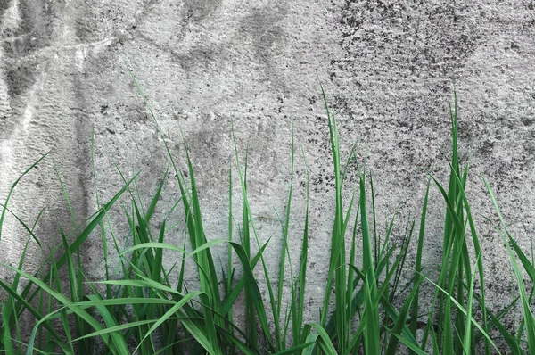 Σκούρο γκρι χοντρό τσιμεντένιο τοίχο Πέτρα υφή, πράσινο γρασίδι, οριζόντια μακροεντολή Closeup παλιά ηλικίας ξεπερασμένο λεπτομερή φυσική γκρι ρουστίκ υφής Grungy Stonewall Pattern λεπτομέρεια υπόβαθρο, κενό κενό Vintage Grunge αντίγραφο χώρου — Φωτογραφία Αρχείου