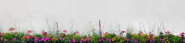 Gran Detalle Colorido Horizontal Panorámico Floreciente Flor Cama Primer Plano —  Fotos de Stock