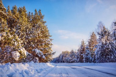 Çam ormanları ve kır yollarının kardan sonraki güneşli günlerde güneşli beyaz karlarla kaplı olduğu resmedilmiş kış manzarası. Şaşırtıcı kış doğası, güzel doğal arka plan.
