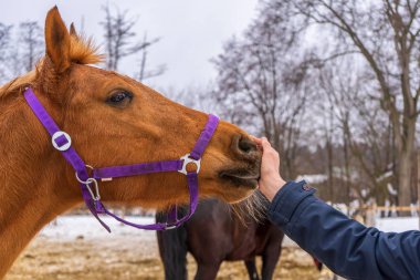 Kış kırsalına karşı at ağızlığına dokunan kişi. Adamın eli ve at kafası birbirine yakın. İnsan ve hayvan dostluğu ve iletişim