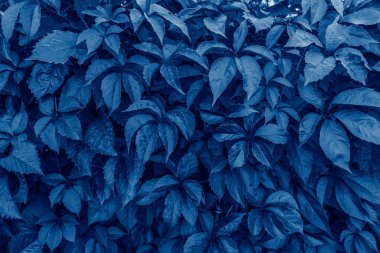 2020 yılının klasik mavisi. Çok güzel doğal bir arka plan. Klasik mavi pantolon renginde gür yapraklar. Güneşli bir günde yabani üzüm yaprakları. Metin için alanı olan modern arkaplan. Renk eğilimi kavramı