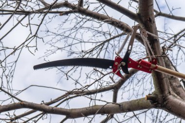 Pruner ve bahçe testeresi elma ağacının dallarını kesmek için. Kesiciyle meyve ağaçlarını budamak. Bahçede bahar ya da sonbahar işleri. Bahçe konsepti