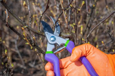 Human hand in orange garden glove holding pruner against currant bush. Pruning shrubs with secateur in early spring. Gardening concept clipart