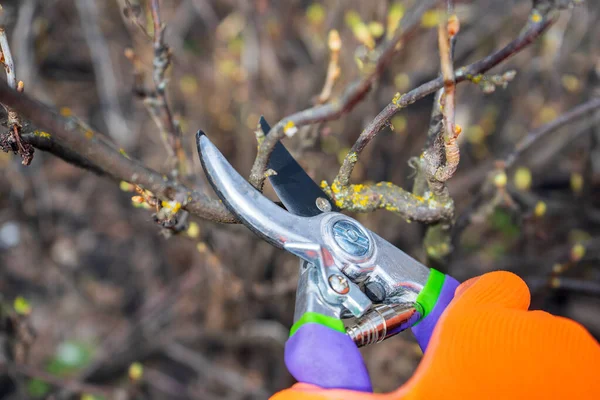 Ludzka ręka w pomarańczowej rękawiczce ogrodowej trzymająca pruner przeciwko krzakowi porzeczki. Przycinanie krzewów sekatorem wczesną wiosną. Koncepcja ogrodnictwa. Skupienie selektywne — Zdjęcie stockowe