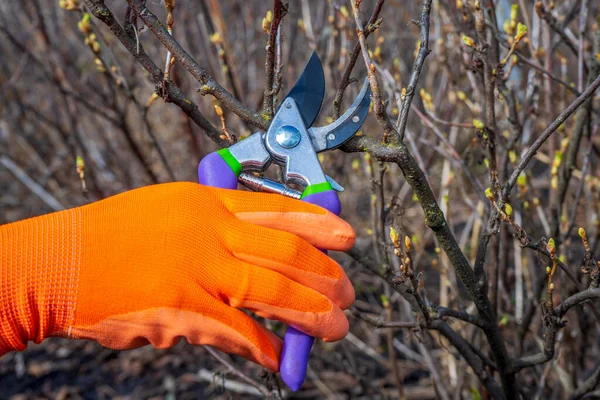 Ludzka ręka w pomarańczowej rękawiczce ogrodowej trzymająca pruner przeciwko krzakowi porzeczki. Przycinanie krzewów sekatorem wczesną wiosną. Koncepcja ogrodnictwa — Zdjęcie stockowe