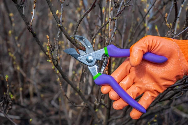 Human hand in orange garden glove holding pruner against currant bush. Pruning shrubs with secateur in early spring. Gardening concept — Stock Photo, Image