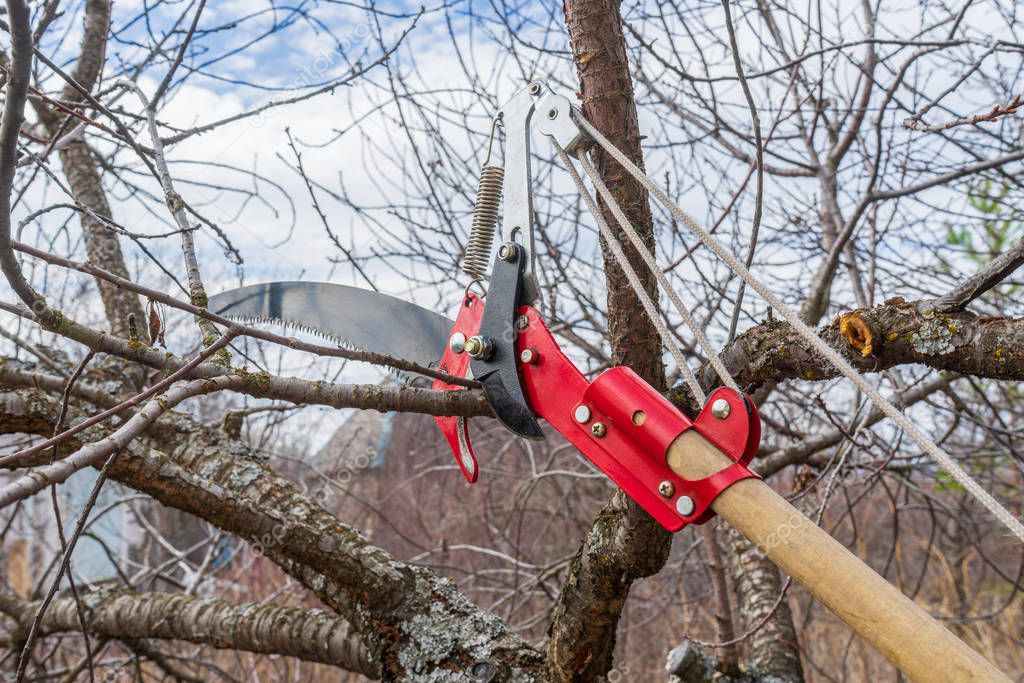 Pruner and garden saw for cutting branches of cherry bush overgrown with lichen. Pruning of fruit trees with lopper. Spring or autumn work in garden. Gardening concept