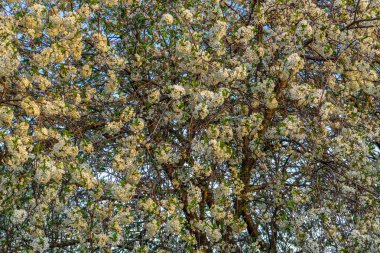 Çiçekleri gökyüzüne saçılmış kiraz ağacı. Bahçedeki meyve ağaçlarının yemyeşil baharı. Güzel doğal arka plan. Bahar zamanı, bahçe konsepti.