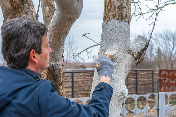 Witwassen Van Fruitbomen Voorjaarstuin Menselijke Handen Handschoenen Met Borstel Whitewash — Stockfoto