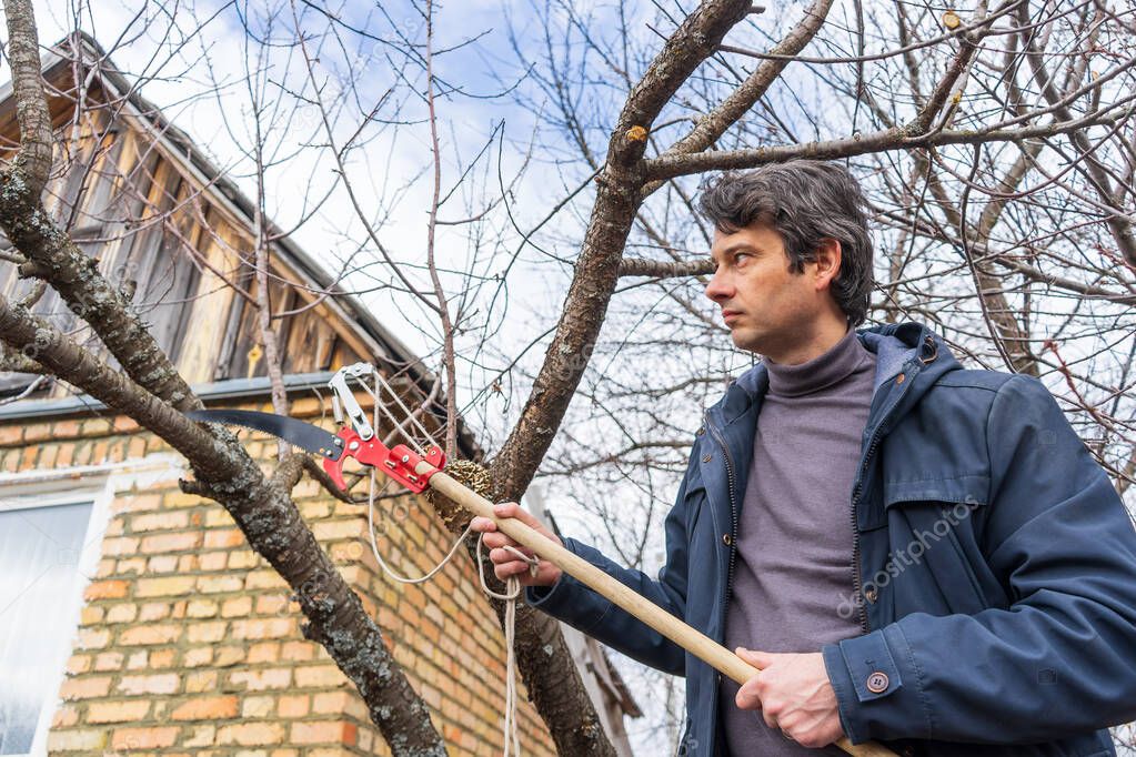 Farmer man with garden saw for cutting branches of cherry bush overgrown with lichen. Pruning of fruit trees with lopper. Spring or autumn work in garden. Gardening concept.