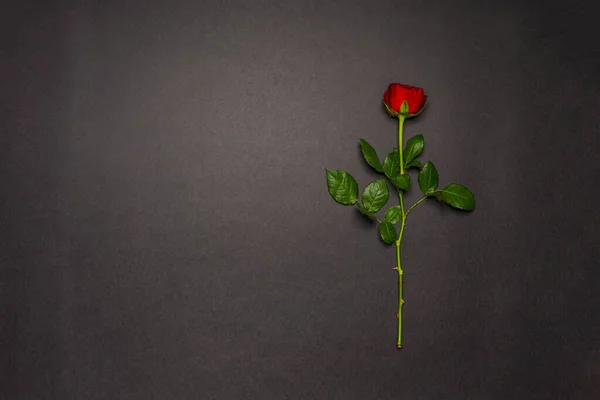 Single rose flower on black background. Mourning, condolence, commemoration concept. Mourning card with space for text. Flat lay, top view.