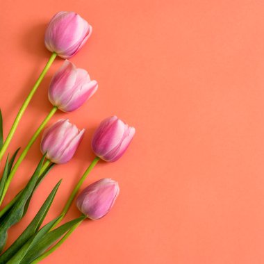 Parlak şeftali rengi kağıt arka planda renkli pembe laleler. Güzel bahar çiçekleri tebrik kartı için hazırlanır. Düz konum, üst görünüm, kopyalama alanı
