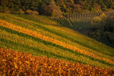 Bir güneşli sonbahar öğleden sonra renkli üzüm bağları