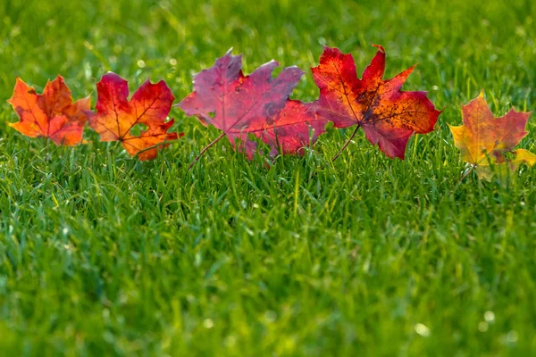 Red leaves in a row on a meadow with green grass — Stock Photo, Image