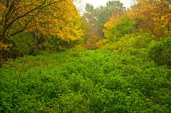 Nice autumnal scene — Stock Photo, Image